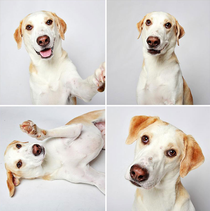 Pit Bull's Cute Photobooth Pics Find Him A Forever Home