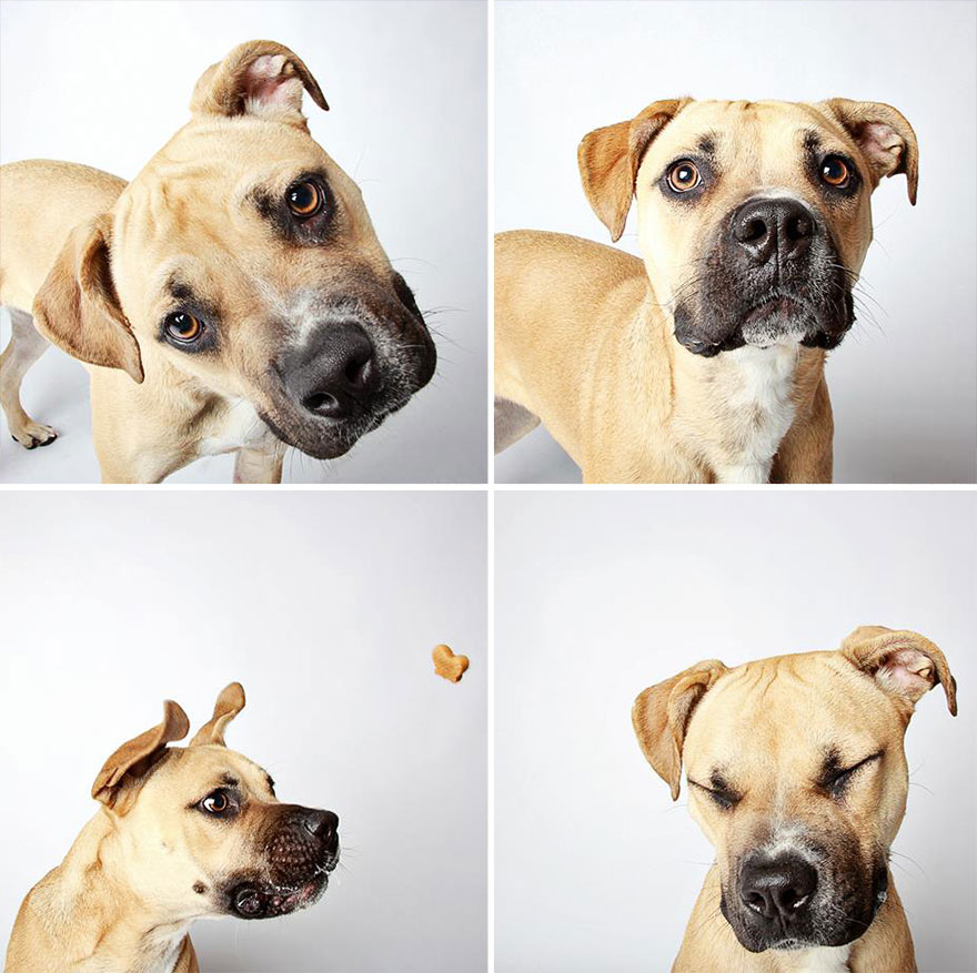 adopted-dog-teton-pitbull-humane-society-utah-26