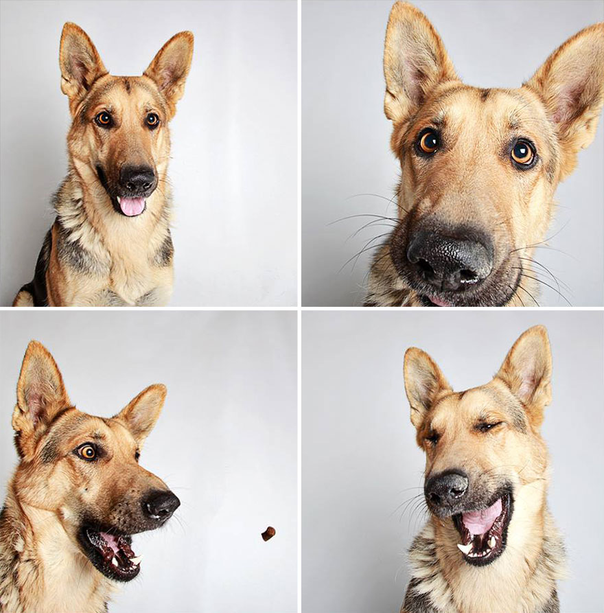 adopted-dog-teton-pitbull-humane-society-utah-3