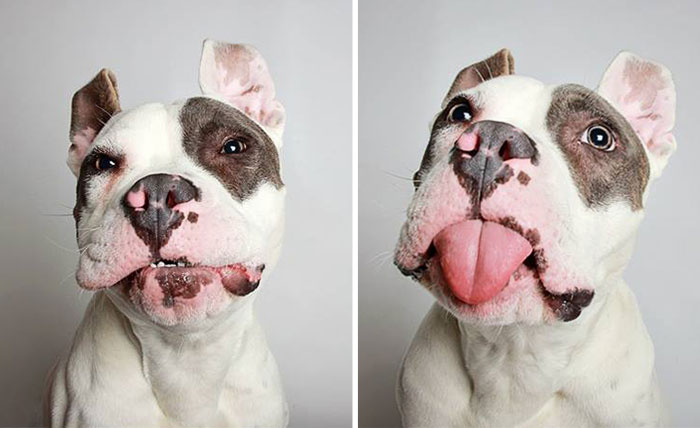 Pit Bull’s Cute Photobooth Pics Find Him A Forever Home