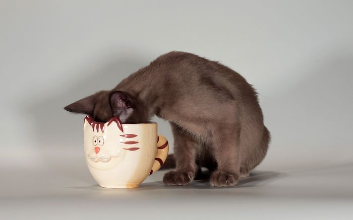 Cat In A Cup