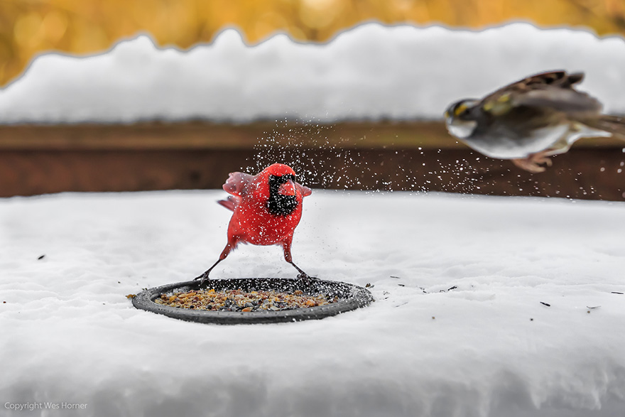Angry Northern Cardinal