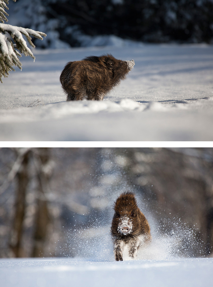 Wild Boar Playing In The Snow