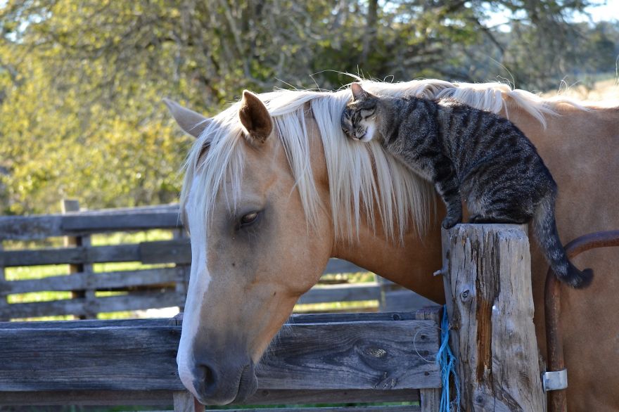 Horse And Cat