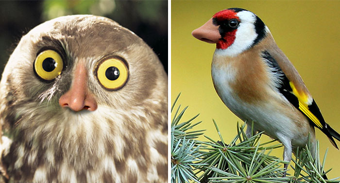 Birds With Noses