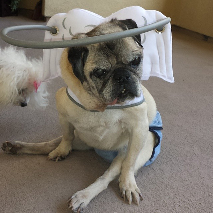 blind-dog-safety-device-muffins-halo-15