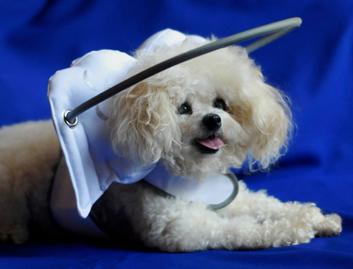 This Angelic Halo Protects Blind Dogs From Bumping Into Things