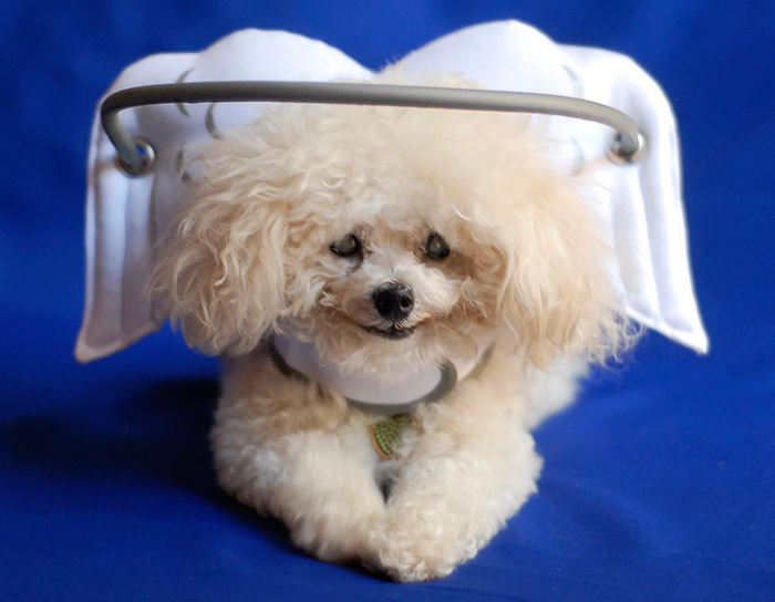 This Angelic Halo Protects Blind Dogs From Bumping Into Things