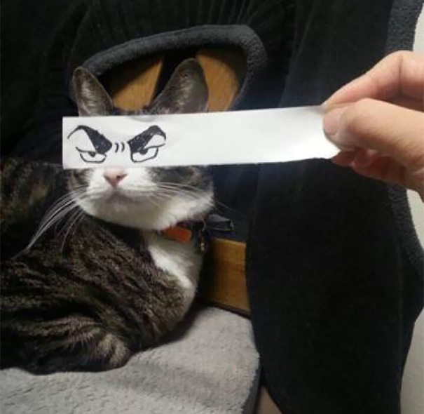 Cartoon Eyes On A Cat