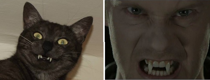 My Cat Looks Like The Vampire From True Blood