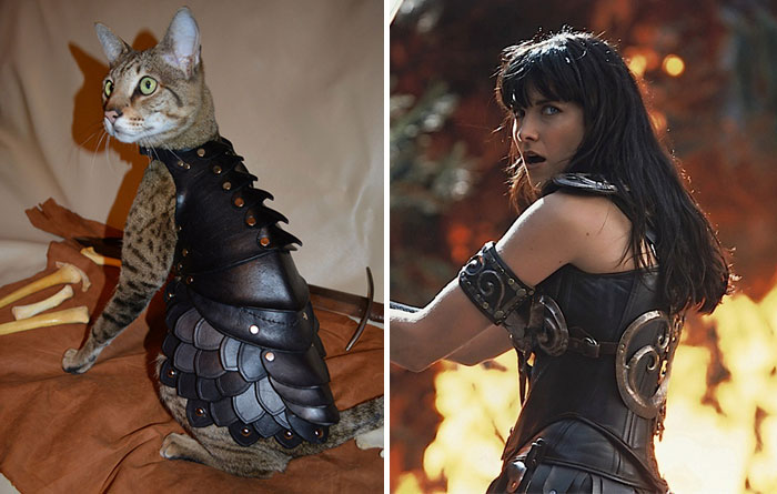 Cat Looks Like Xena, Warrior Princess