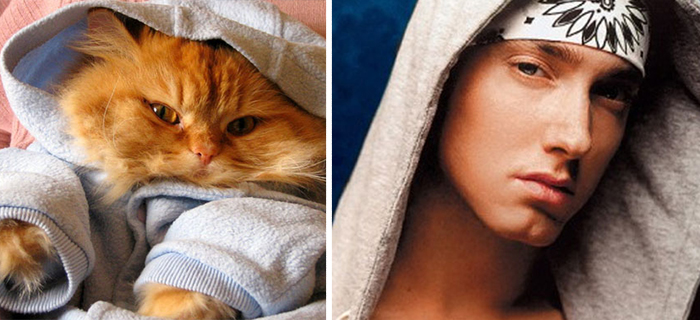 Dressed Up Cat Looks Like Eminem