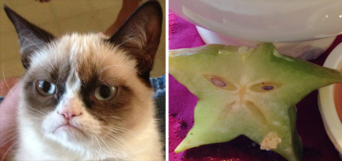 Grumpy Cat Looks Like A Starfruit