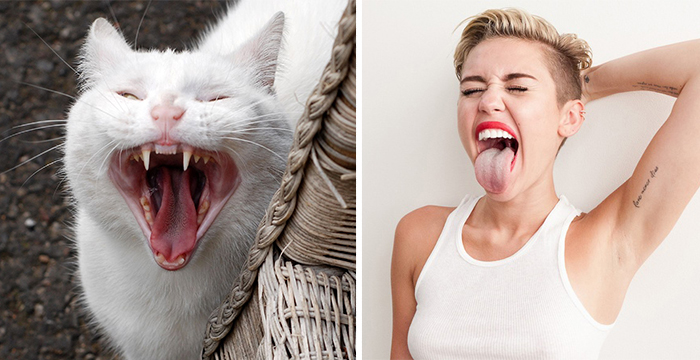 Cat Yawning Looks Like Miley Cyrus