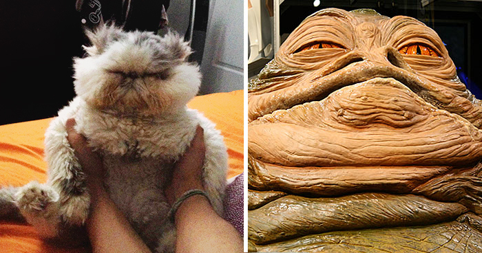 Cat Looks Like Jabba The Hutt