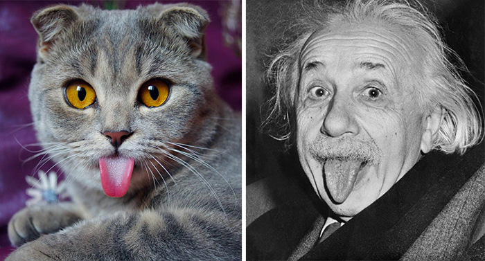 Cat Looks Like Einstein