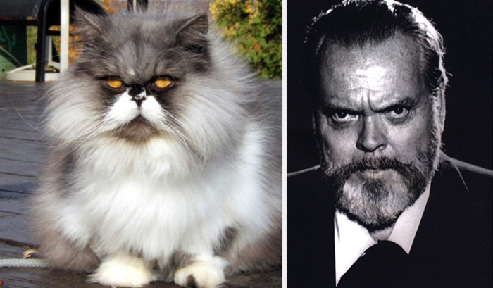 Cat Looks Like Orson Welles