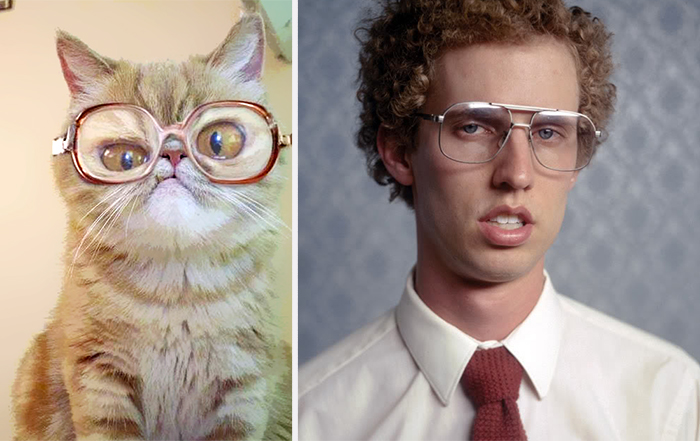 Cat With Glasses Looks Like Napoleon Dynamite