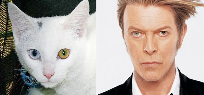Cat Looks Like David Bowie