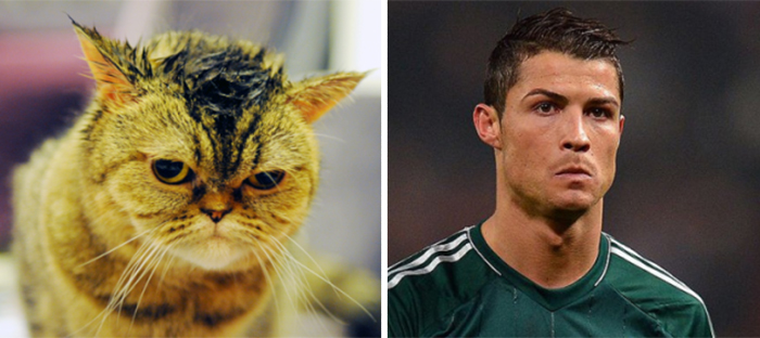 Cat Looks Like Ronaldo