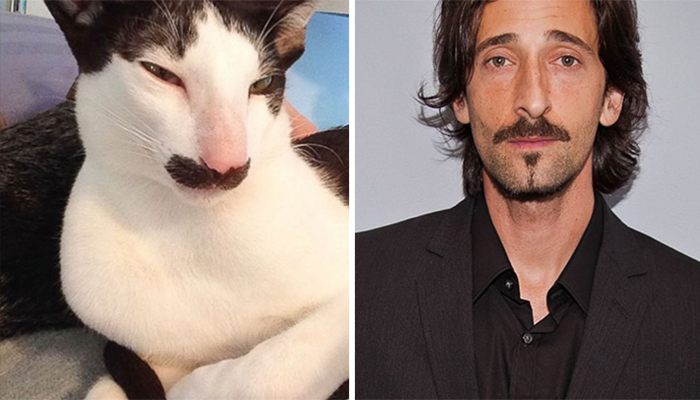 Stache The Cat Looks Like Adrien Brody