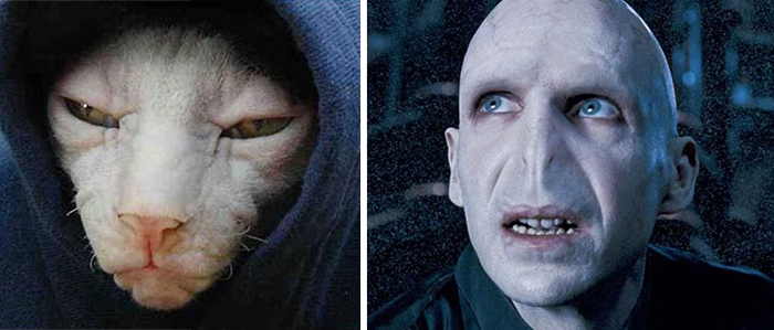 Siamese Cat Looks Like Voldemort