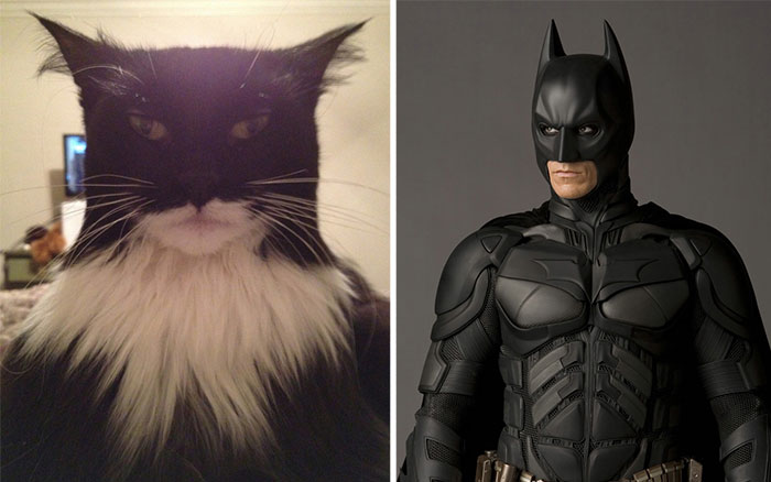 Batman Cat
