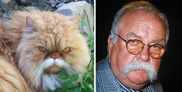 Mustache Cat Looks Like Wilford Brimley