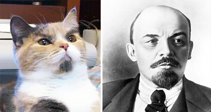 Lenin Cat