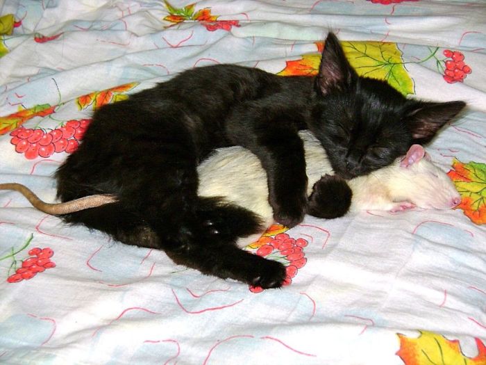 Kitty And A Rat