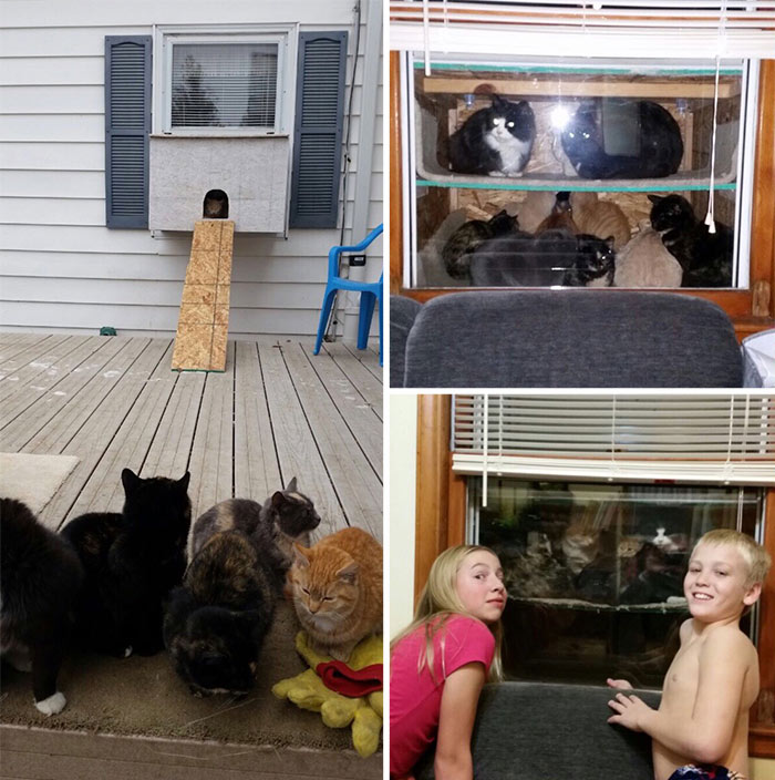 This Dad Built A ‘Cataquarium’ For Freezing Cats On Thanksgiving