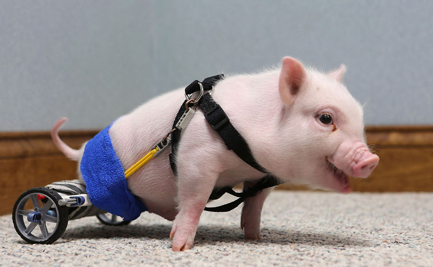 Chris P. Bacon: The Pig In A Wheelchair