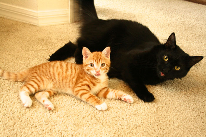 Meet Cole And Marmalade: Two Rescued Kitties That Became The Best Of Friends