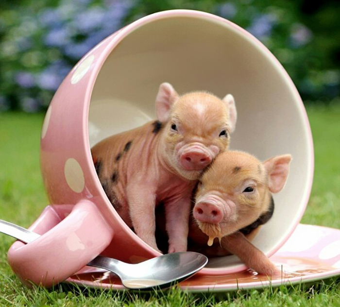 Piglets In A Cup
