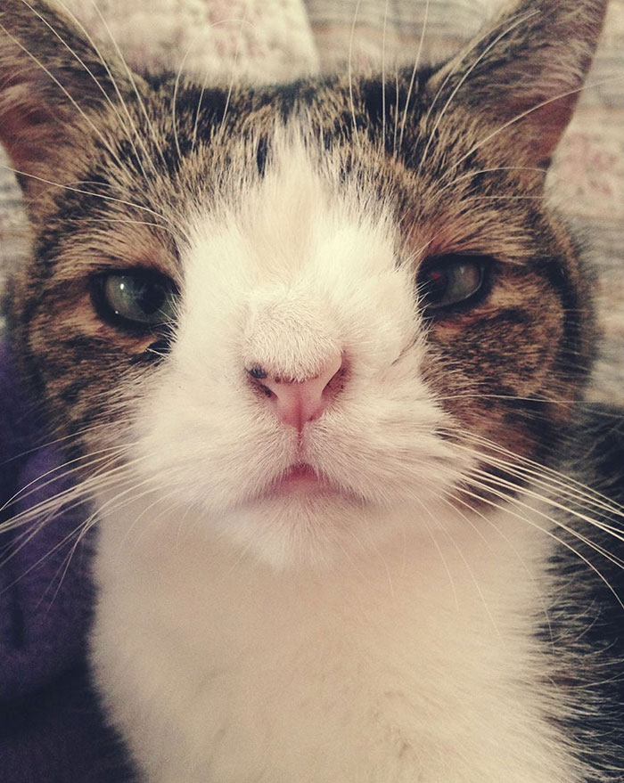 Meet Monty: The Adorable Cat With An Unusual Face