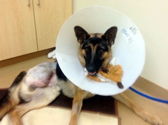 German Shepherd Dog Chewed Off His Own Leg To Save His Life