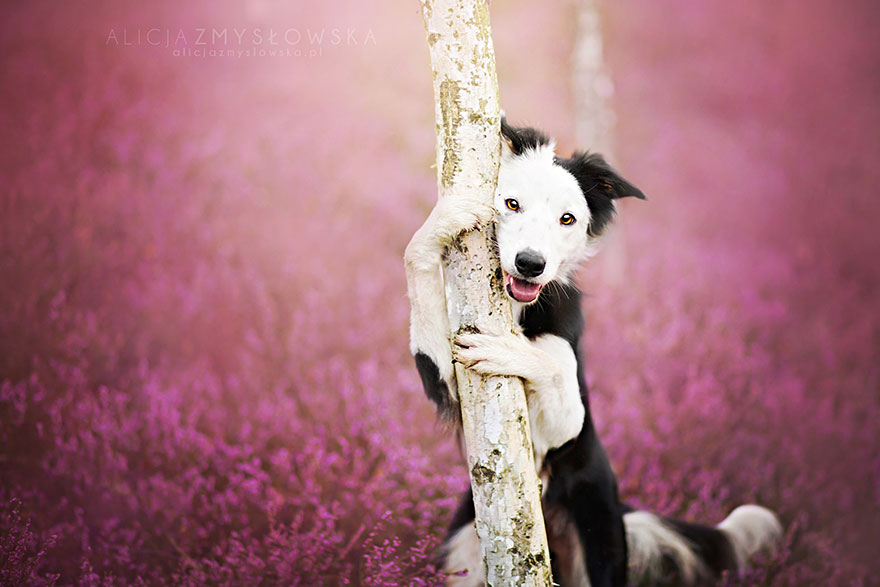 Heartwarming Dog Portraits By 19-Year-Old Polish Photographer