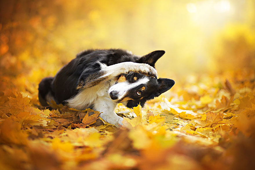 Heartwarming Dog Portraits By 19-Year-Old Polish Photographer