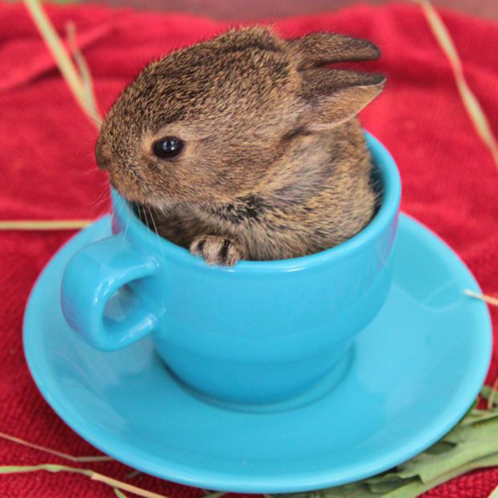 Cute Bunny In A Tea Cup