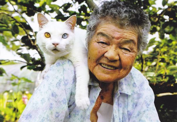 Fukumaru, The Friendliest Cat With Heterochromia