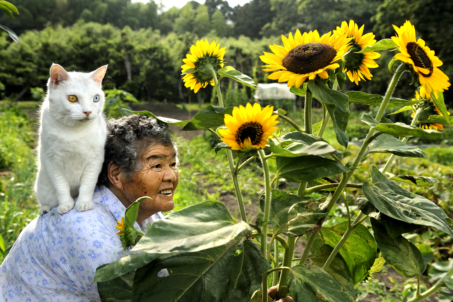 Fukumaru, The Friendliest Cat With Heterochromia