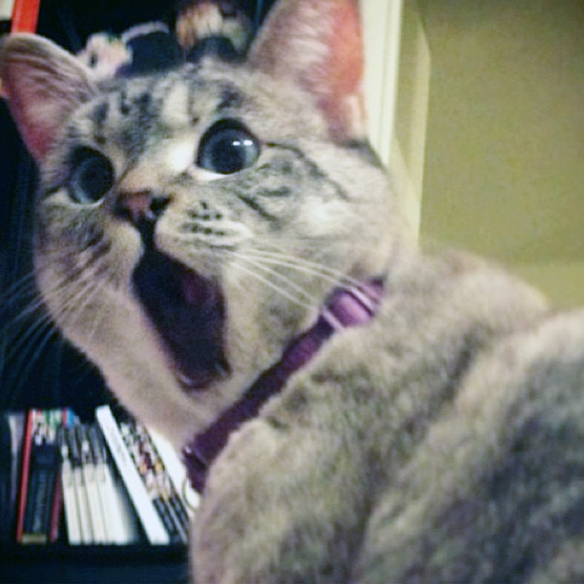 Nala, The Shocked Cat
