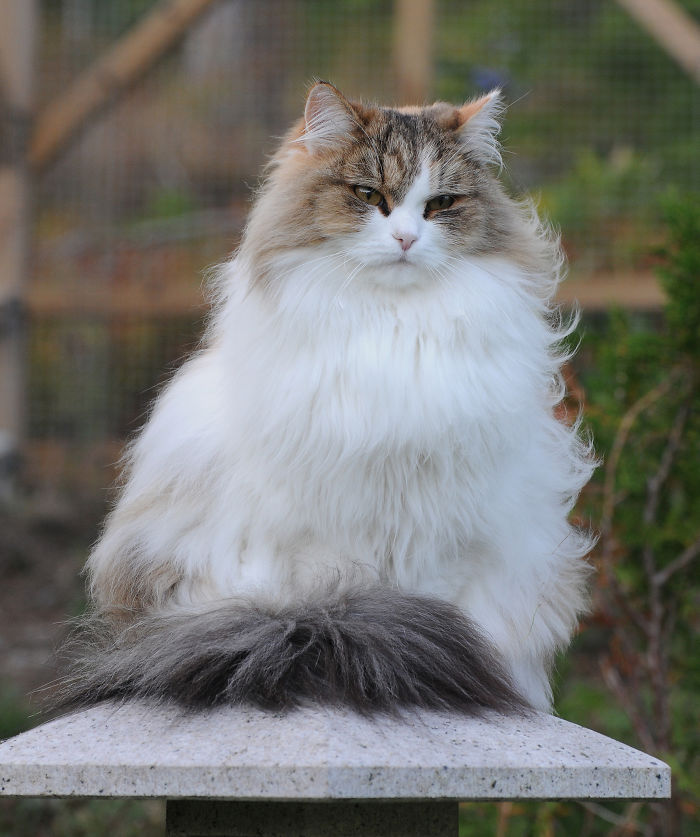 Manekineko Mi-ke, Siberian Cat
