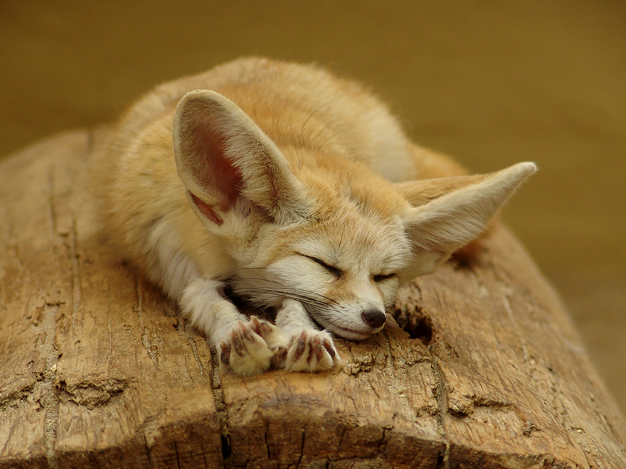 7 Of The Most Beautiful Fox Species In The World | Bored Panda