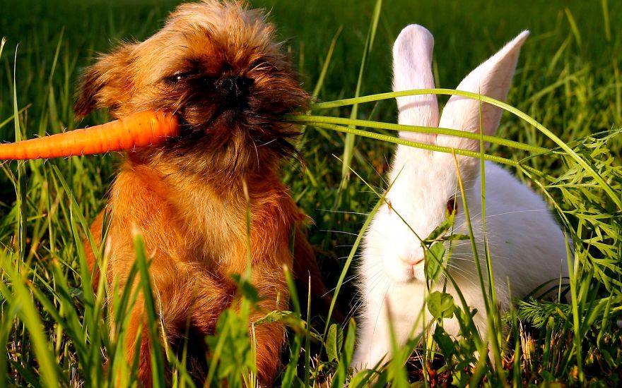 Puppy And Rabbit
