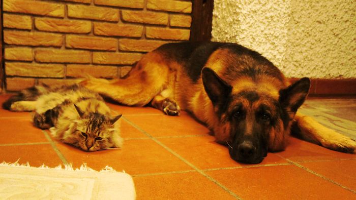 Shepherd Dog And Cat