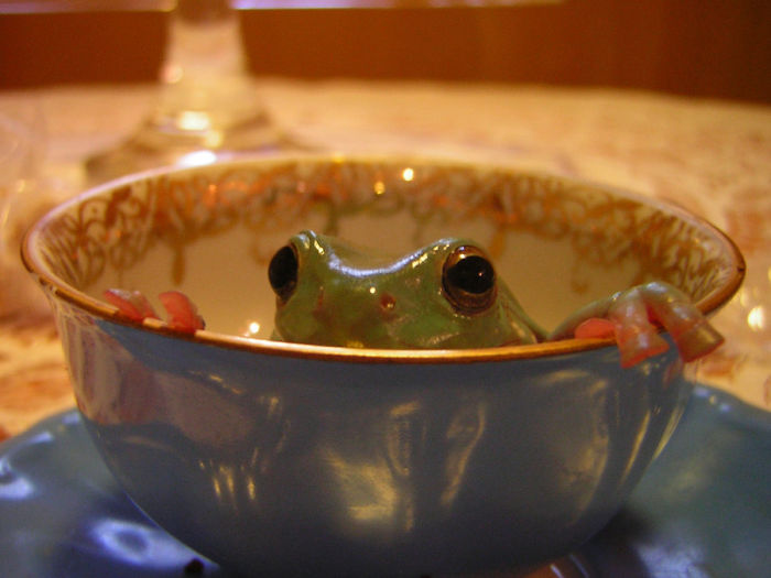 Froggie Waiting For Hot Bath