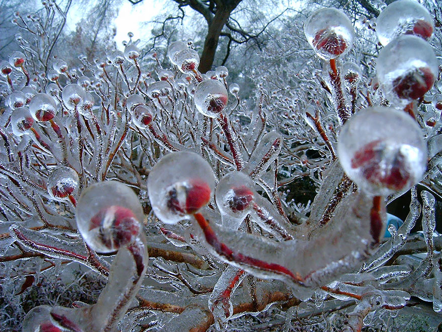 Frozen Flower Buds
