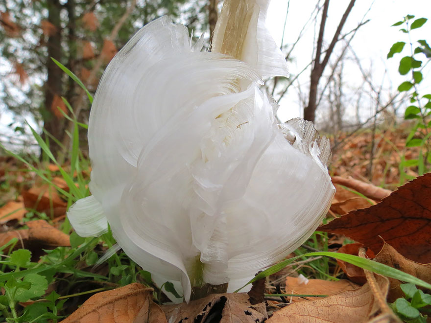 Rabbit Or Frost Flowers