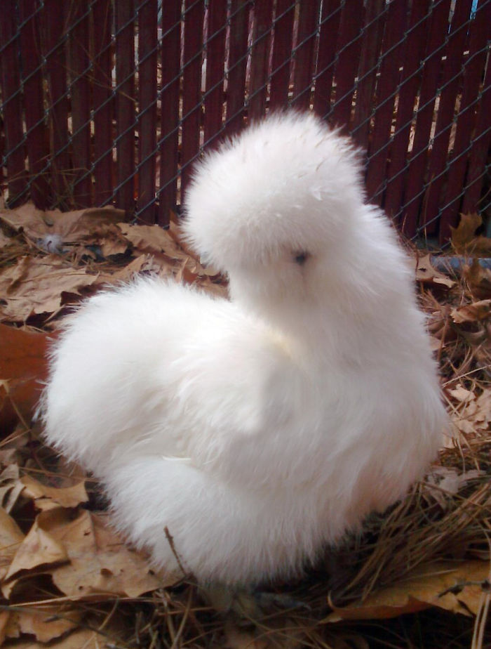 White Silkie (bantam) Hen